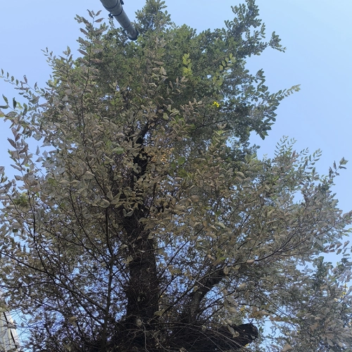 Liskavka brestov&aacute;