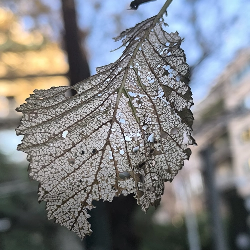 Liskavka brestov&aacute;