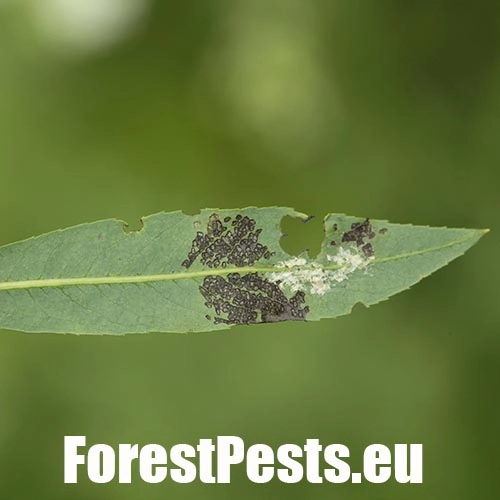 Liskavka Chrysomela vigintipunctata 