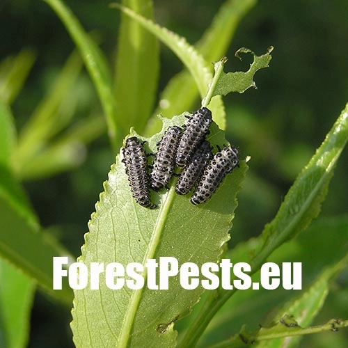 Liskavka Chrysomela vigintipunctata 