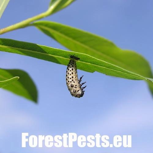 Liskavka Chrysomela vigintipunctata 