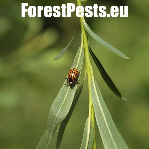 Liskavka Chrysomela vigintipunctata 