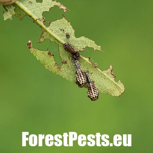 Liskavka Chrysomela vigintipunctata 