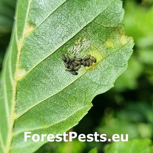 Liskavka jel&scaron;ov&aacute;