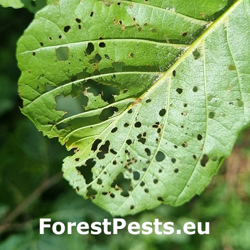 Liskavka jel&scaron;ov&aacute;