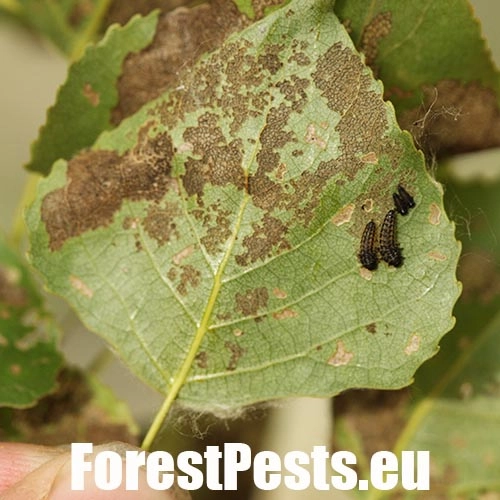 Liskavka Phyllodecta vitellinae