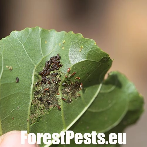 Liskavka topoľov&aacute;