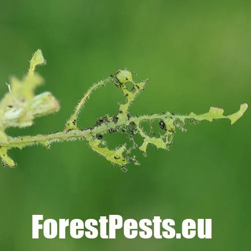 Liskavka topoľov&aacute;