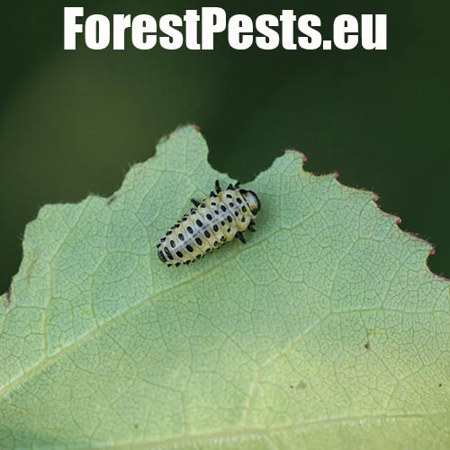 Liskavka topoľov&aacute;