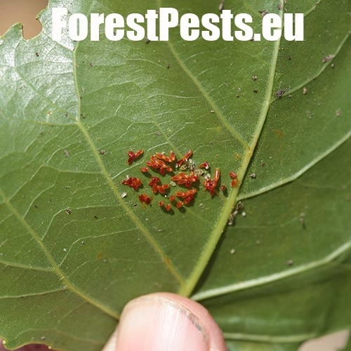 Liskavka topoľov&aacute;