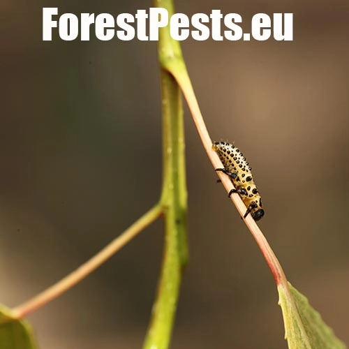 Liskavka topoľov&aacute;