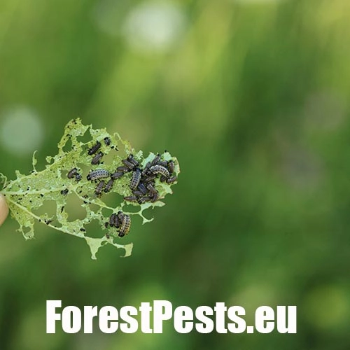 Liskavka topoľov&aacute;