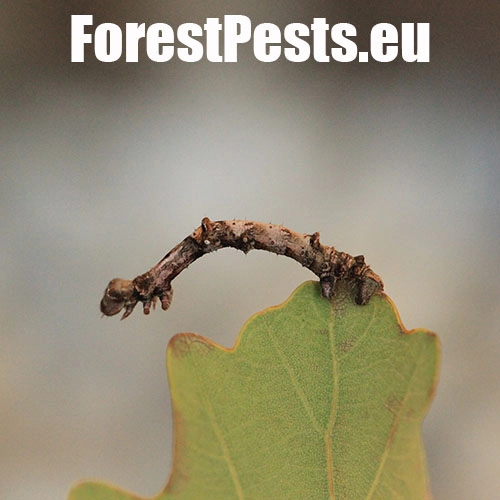 Listnatka lipov&aacute;