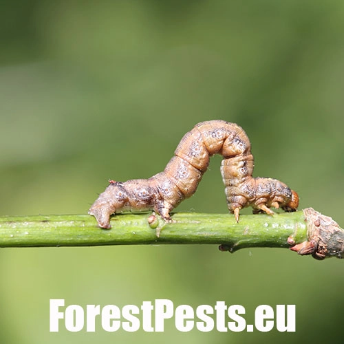 Listnatka neskor&aacute;