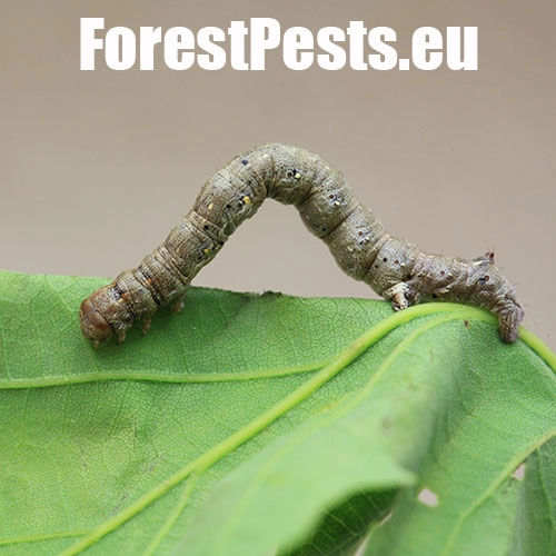 Listnatka neskor&aacute;