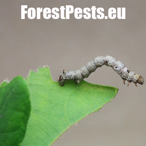 Listnatka neskor&aacute;