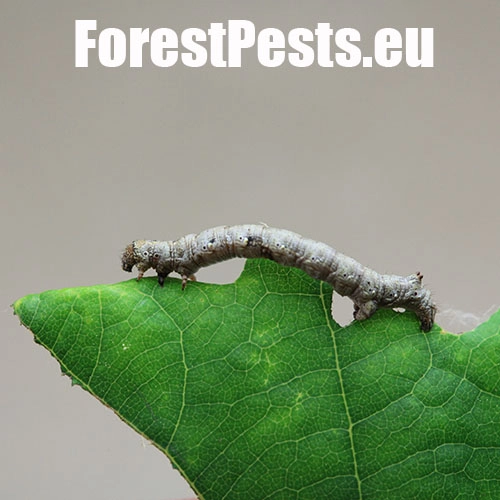 Listnatka neskor&aacute;