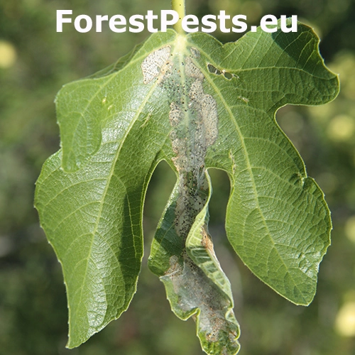 Listom&ocirc;ľka figovn&iacute;kov&aacute;