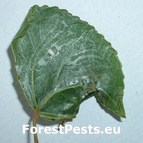 Listovn&iacute;ček topolov&yacute;