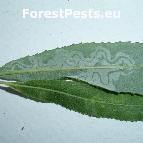 Listovn&iacute;ček vŕbov&yacute;