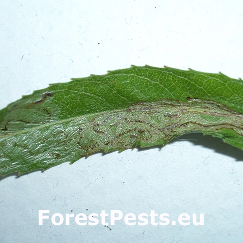 Listovn&iacute;ček vŕbov&yacute;