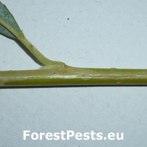 Listovn&iacute;ček vŕbov&yacute;