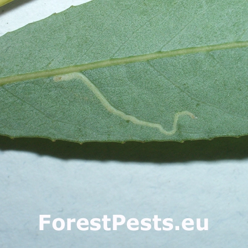 Listovn&iacute;ček vŕbov&yacute;