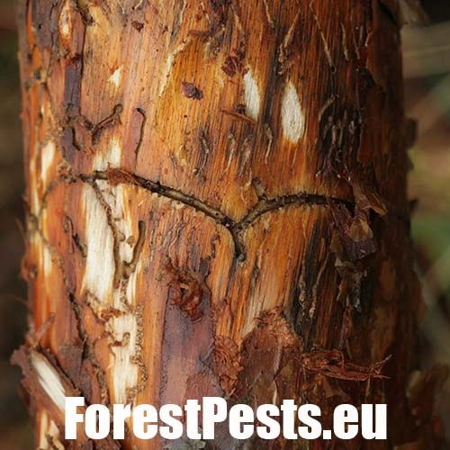 Lykokaz borinov&yacute;