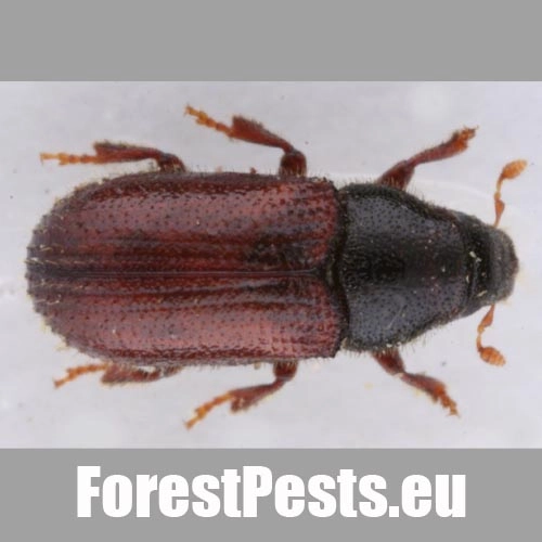 Lykokaz borinov&yacute;