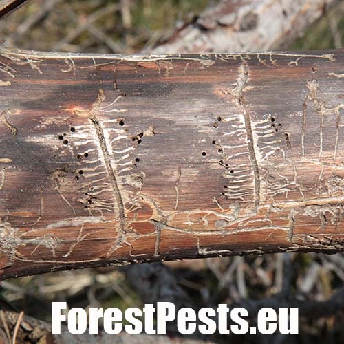 Lykokaz borinov&yacute;