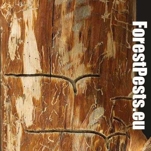 Lykokaz borinov&yacute;