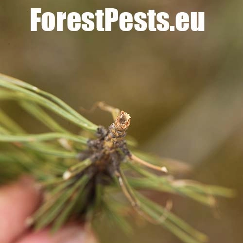 Lykokaz borinov&yacute;