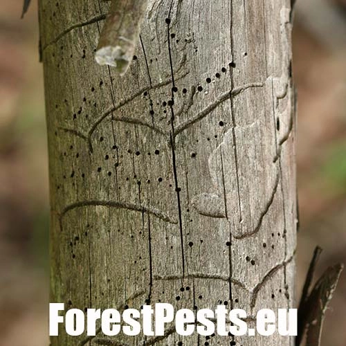 Lykokaz borinov&yacute;