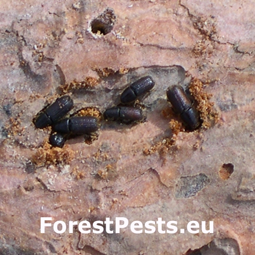 Lykokaz chlpat&yacute; 