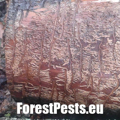 Lykokaz jaseňov&yacute;