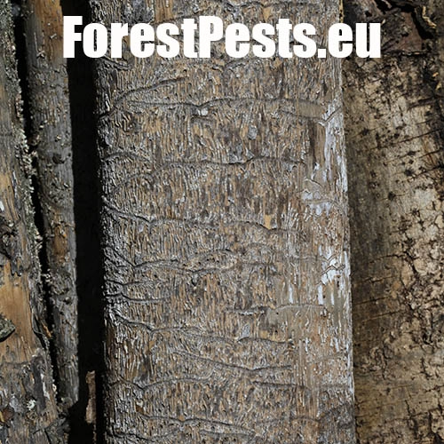 Lykokaz jaseňov&yacute;