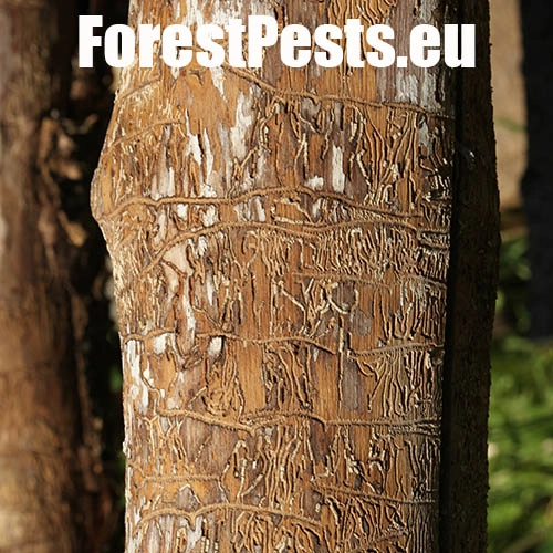 Lykokaz jaseňov&yacute;