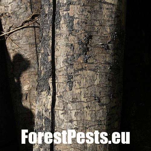 Lykokaz jaseňov&yacute;