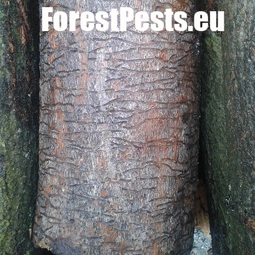 Lykokaz jaseňov&yacute;