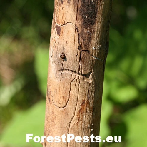 Lykokaz kon&aacute;rov&yacute;