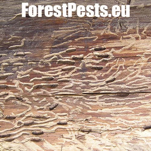 Lykokaz matn&yacute;