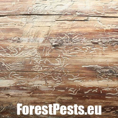 Lykokaz matn&yacute;