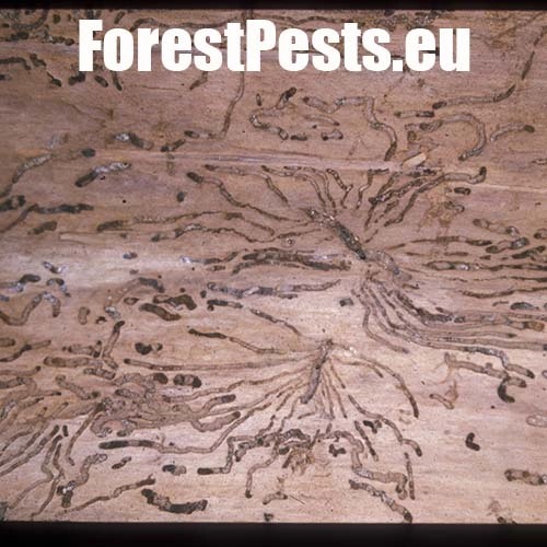 Lykokaz matn&yacute;