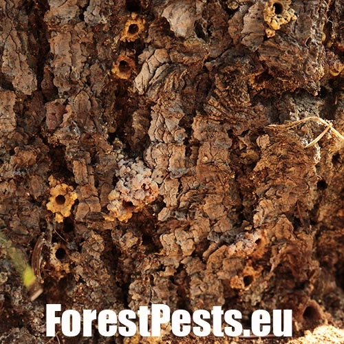 Lykokaz smrekov&yacute;