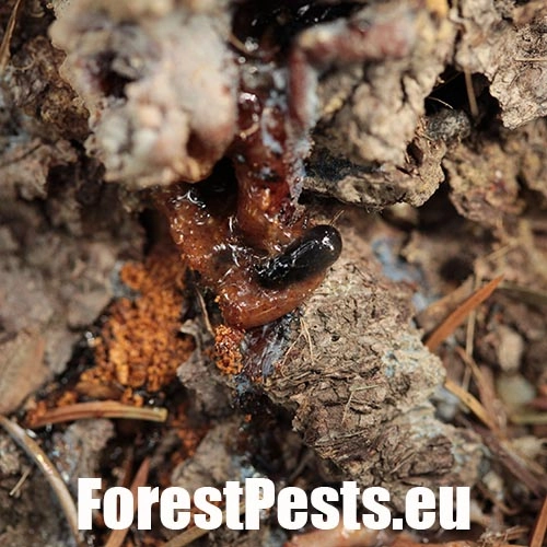 Lykokaz smrekov&yacute;