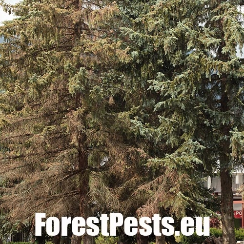 Lykokaz smrekov&yacute;