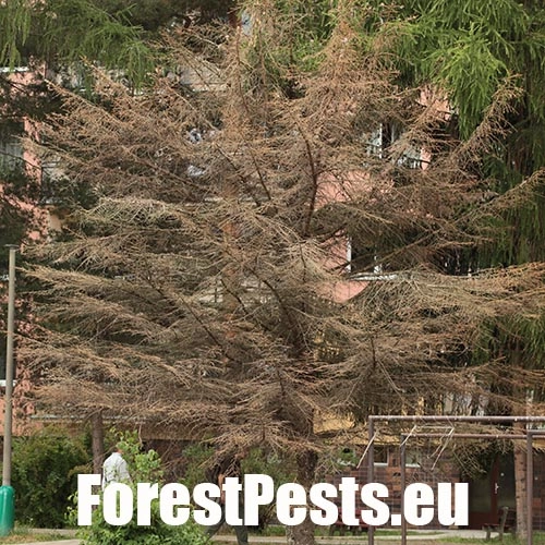 Lykokaz smrekov&yacute;