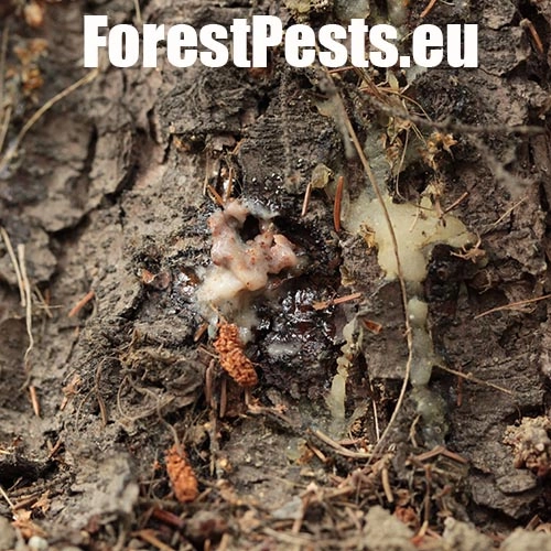 Lykokaz smrekov&yacute;