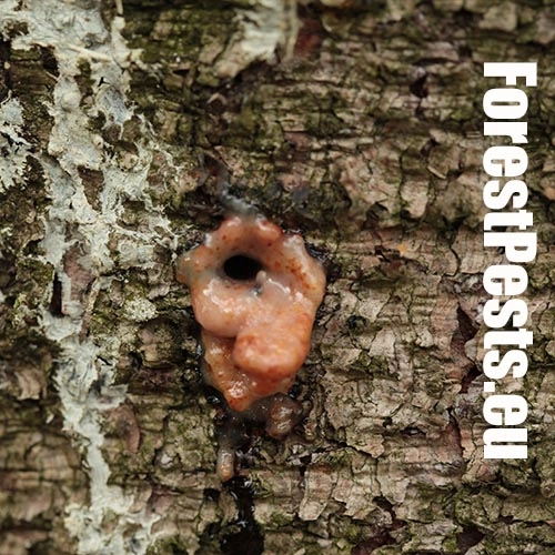 Lykokaz smrekov&yacute;