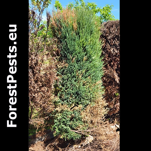 Lykokaz tujov&yacute;